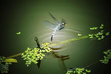 蜻蜓點水的目的|有謂「蜻蜓點水」，其實蜻蜓是用身體哪一個部位去點水呢？